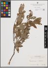 Foto von Salix cinerea L. x Salix nigricans Sm.